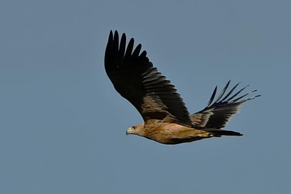 Juvenile Spanish Imperial Eagle P. Rocca